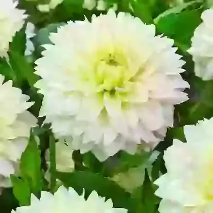 Polar Ice